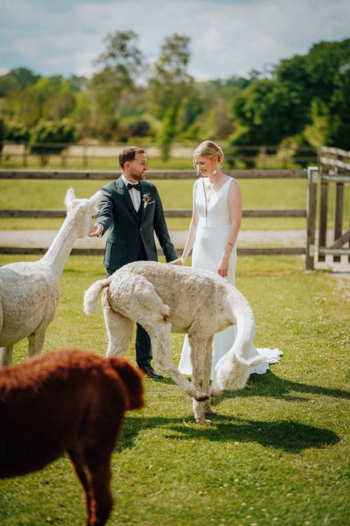 Hochzeitsfotograf Bielefeld Hochzeit mit Tieren Alpaka Shooting Brautpaar